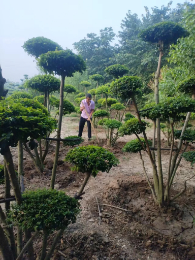 造型小叶女贞景观树