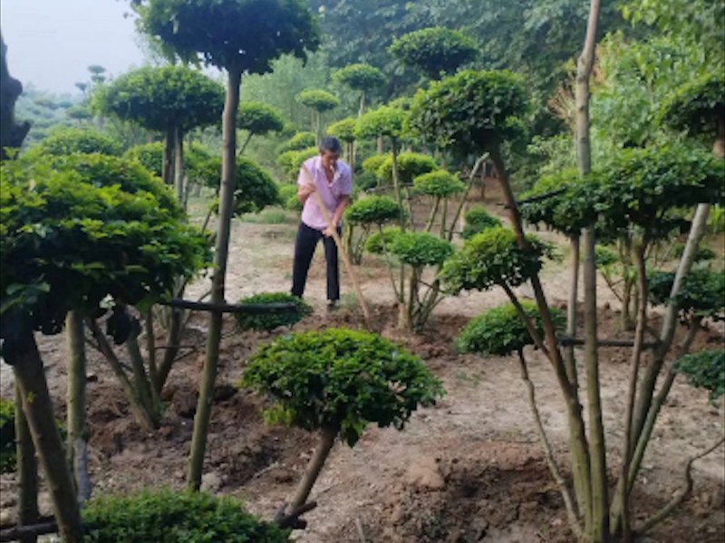 造型小叶女贞景观树