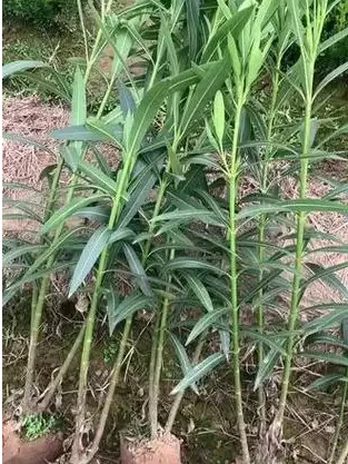防护绿化夹竹桃盆栽