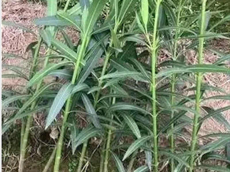 防护绿化夹竹桃盆栽