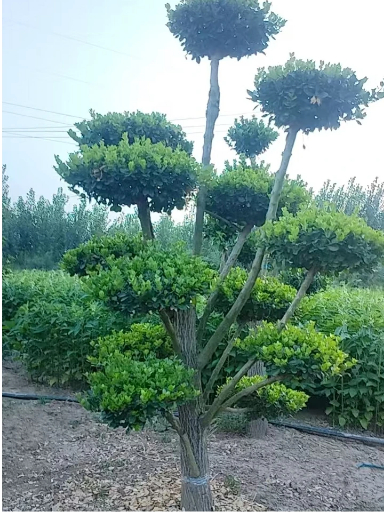 小叶女贞造型树