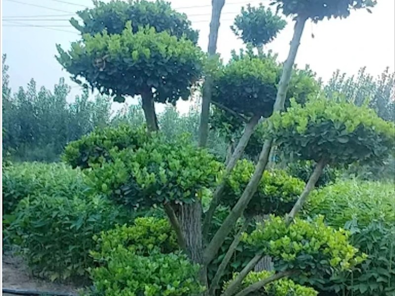 小叶女贞造型树