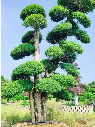 造型小叶女贞景观树