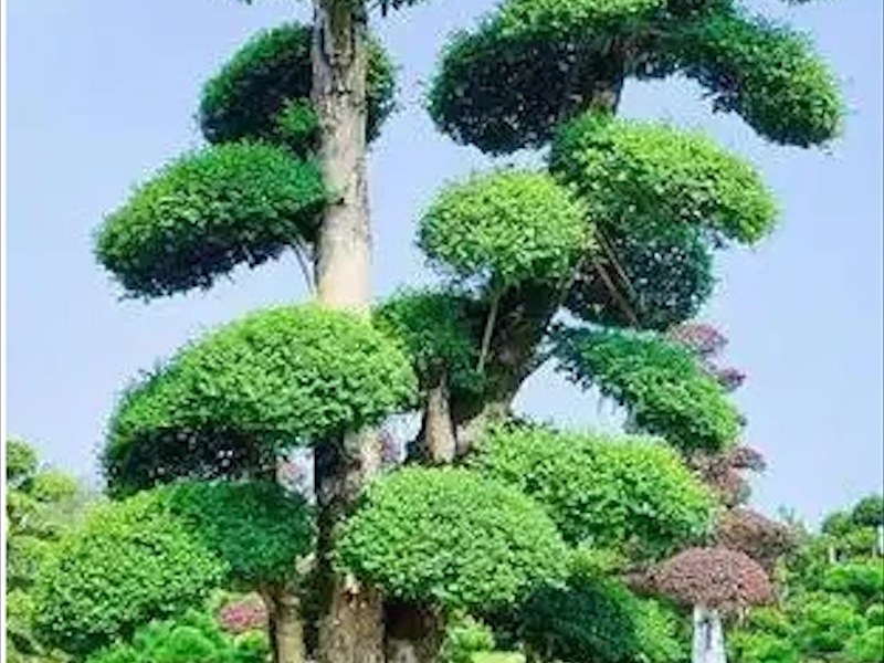 造型小叶女贞景观树