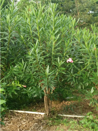 夹竹桃花坛造型树