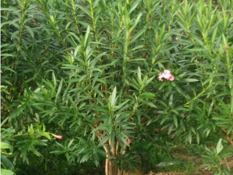 夹竹桃花坛造型树