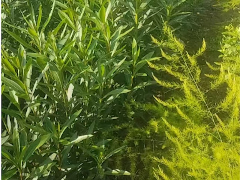 公园夹竹桃造景树