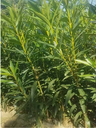 景区夹竹桃造型树