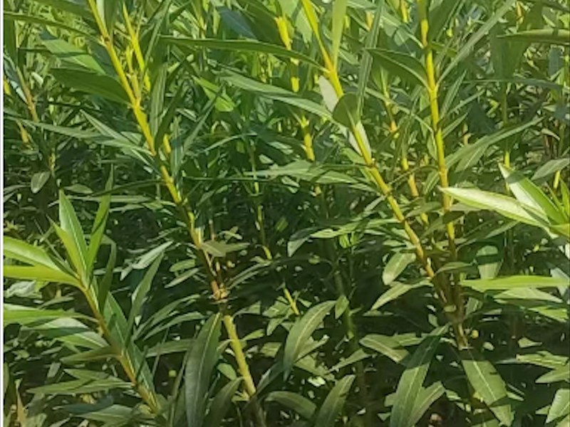 景区夹竹桃造型树