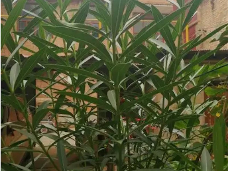 园林绿化夹竹桃景观树