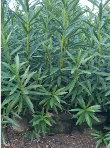景区夹竹桃造型树