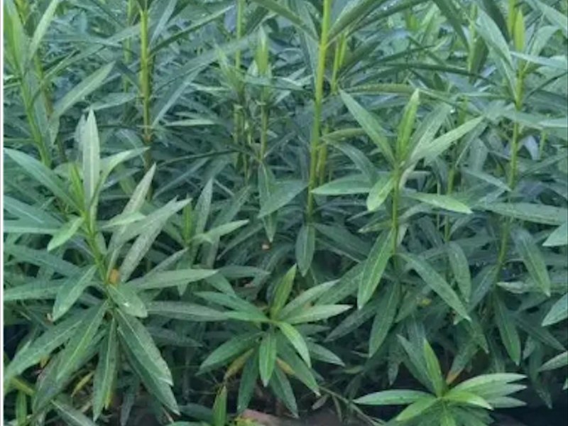 景区夹竹桃造型树