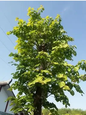 公园绿化巨紫荆树