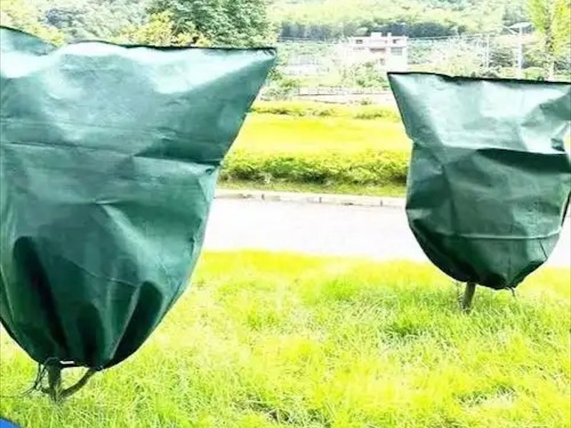 植物保护罩
