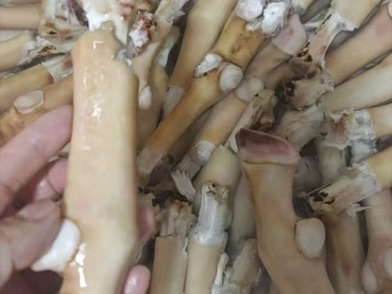 羊蹄