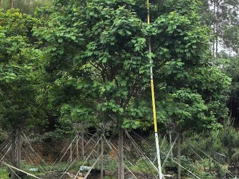 黄花槐树苗
