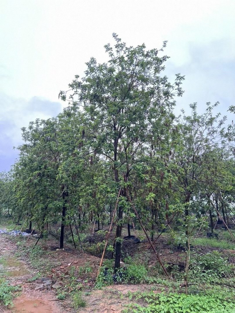 黄花风铃木批发