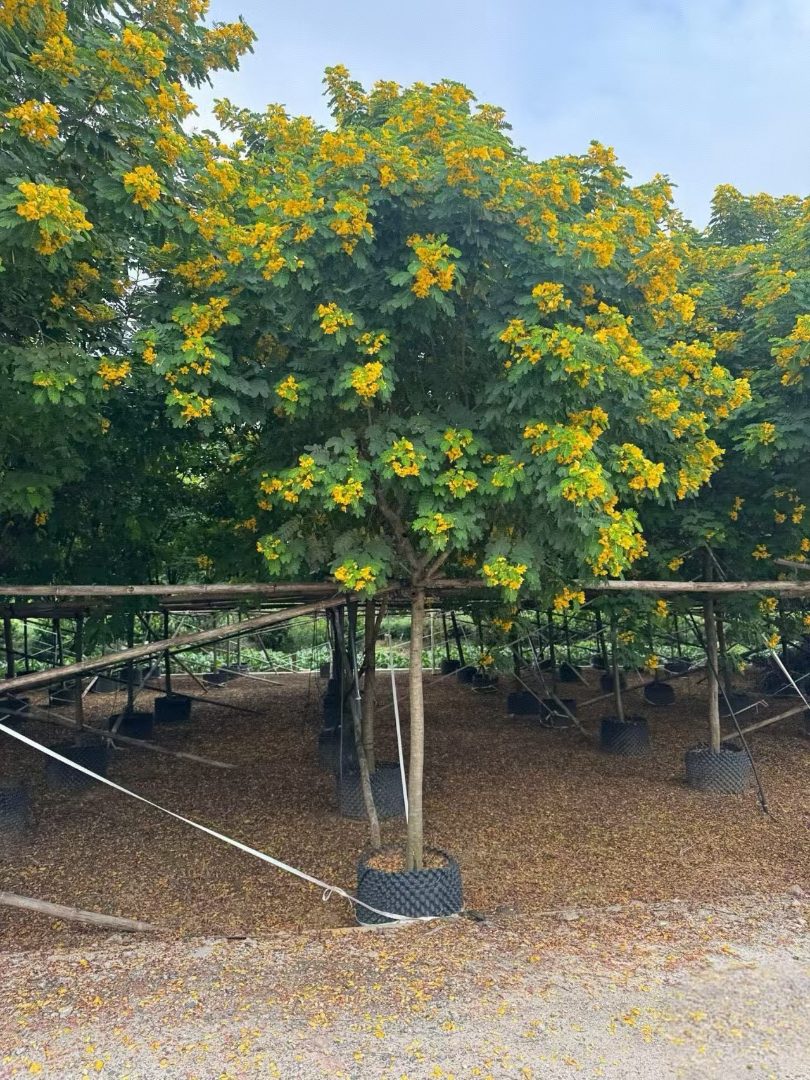 5公分黄花槐