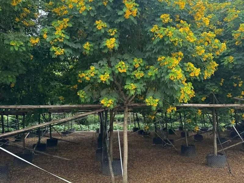 5公分黄花槐