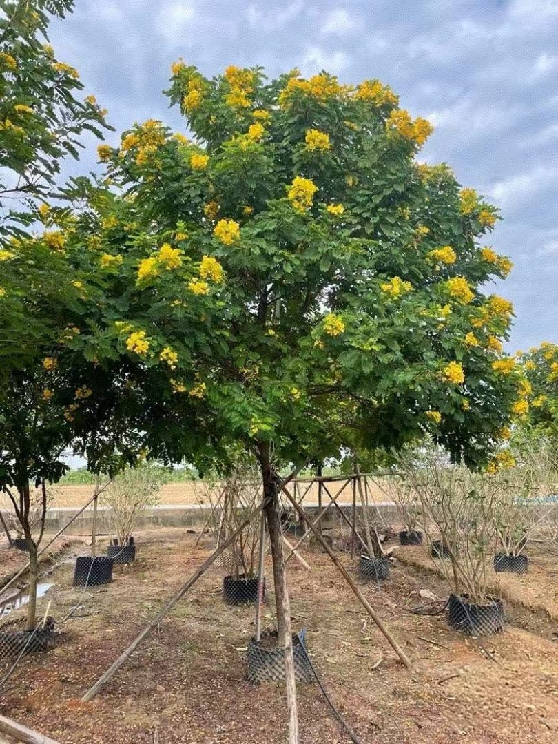 黄花槐基地