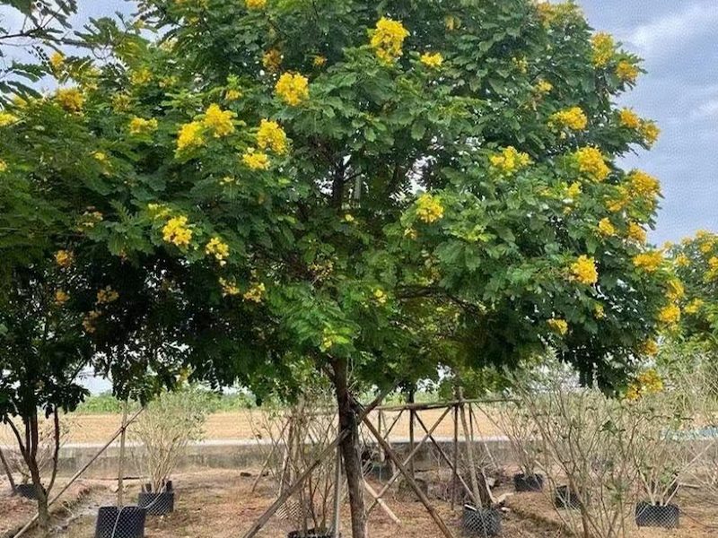 黄花槐基地