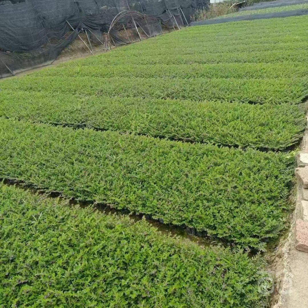 雪茄花基地