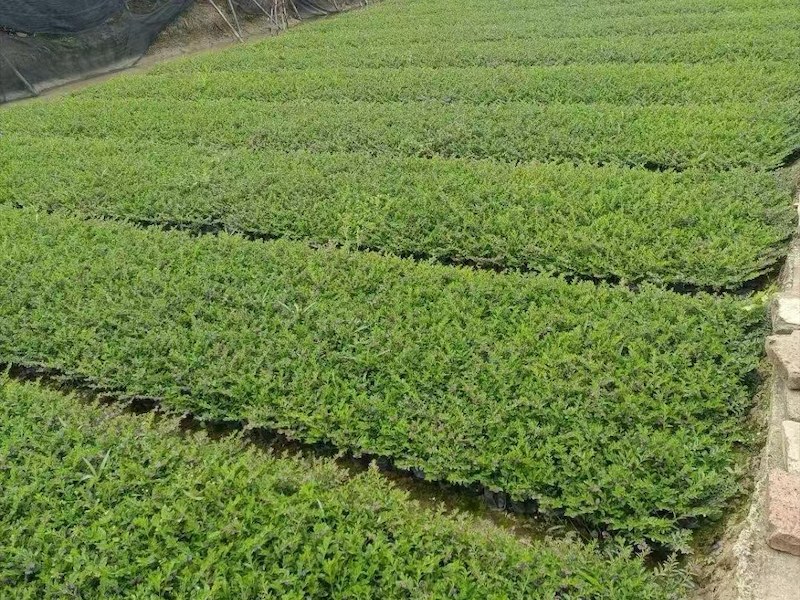 雪茄花基地