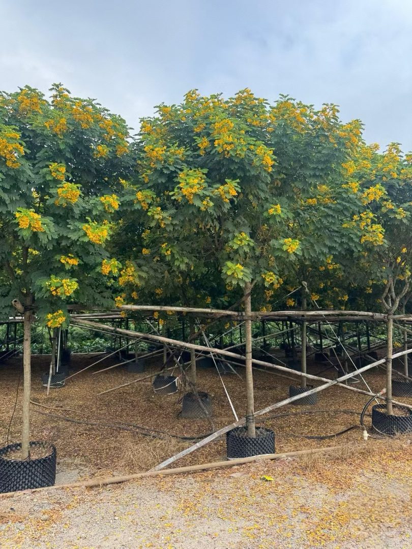 黄花槐供应