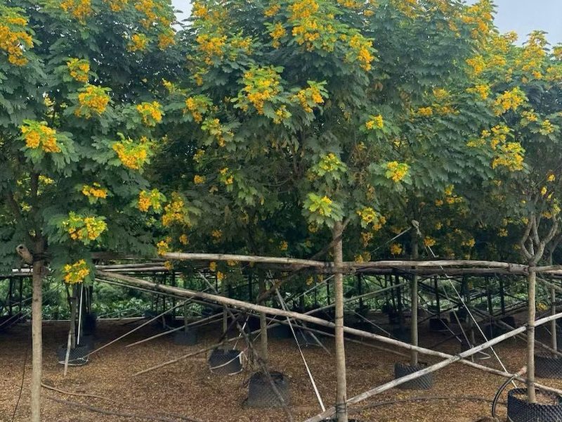 黄花槐供应