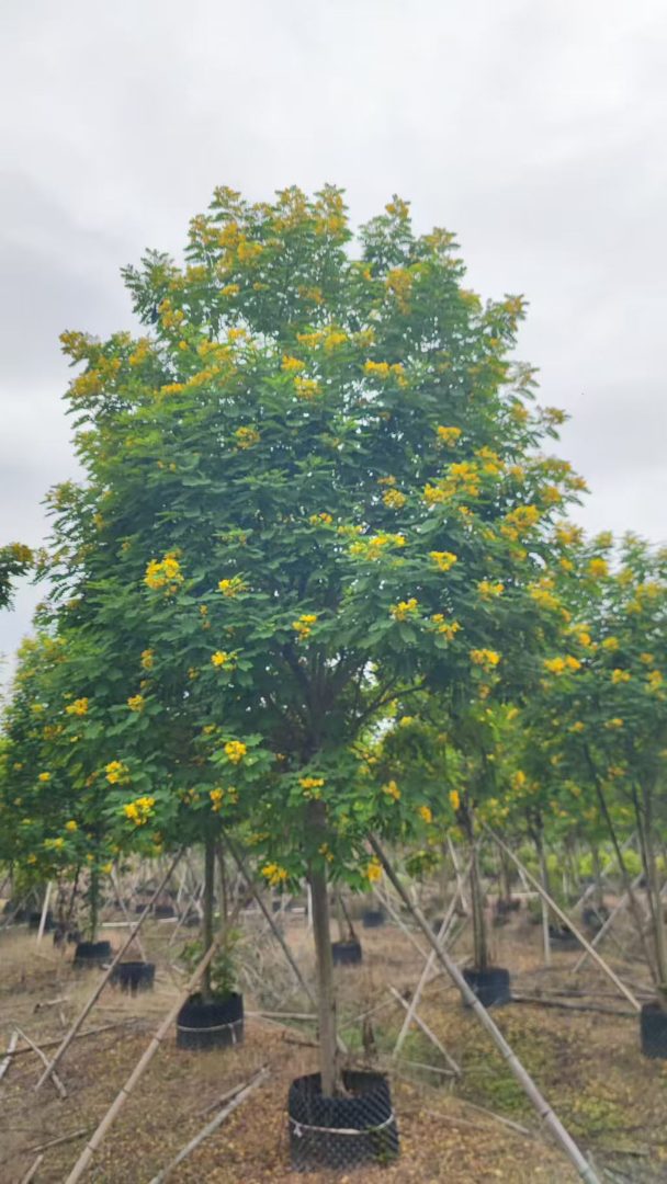 黄花槐