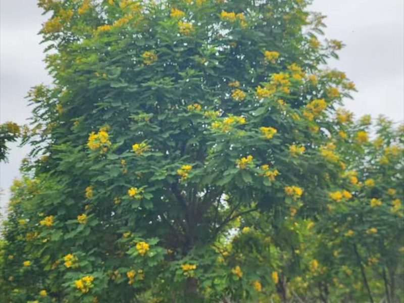 黄花槐