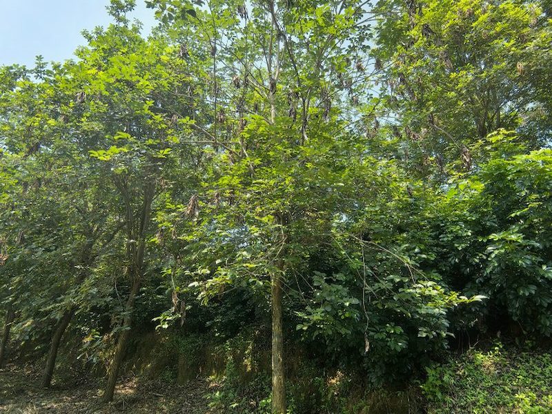 15公分黄花风铃木
