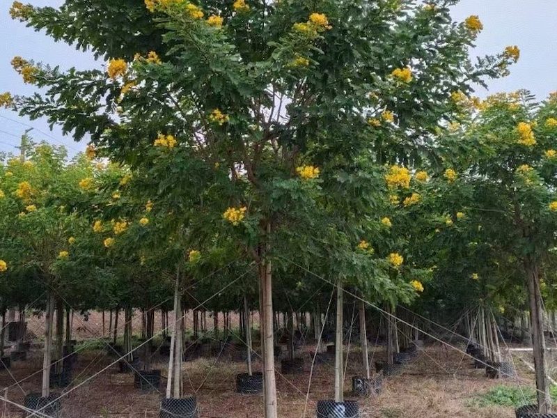 黄花槐批发