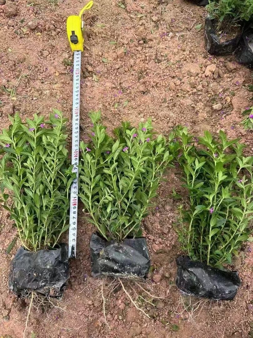 细叶雪茄花