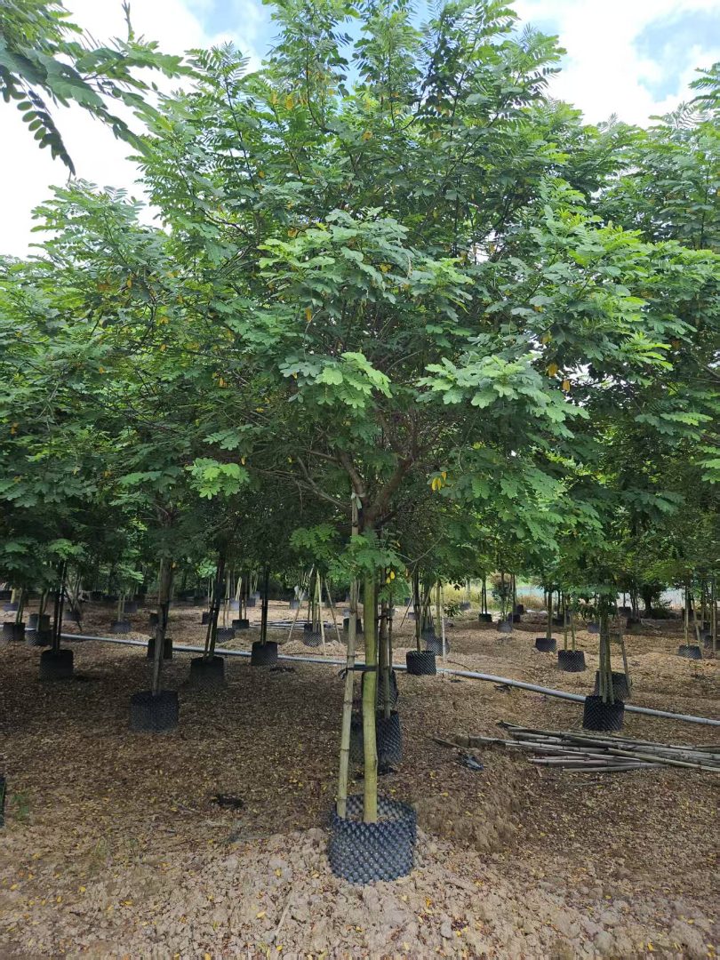 5公分黄花槐