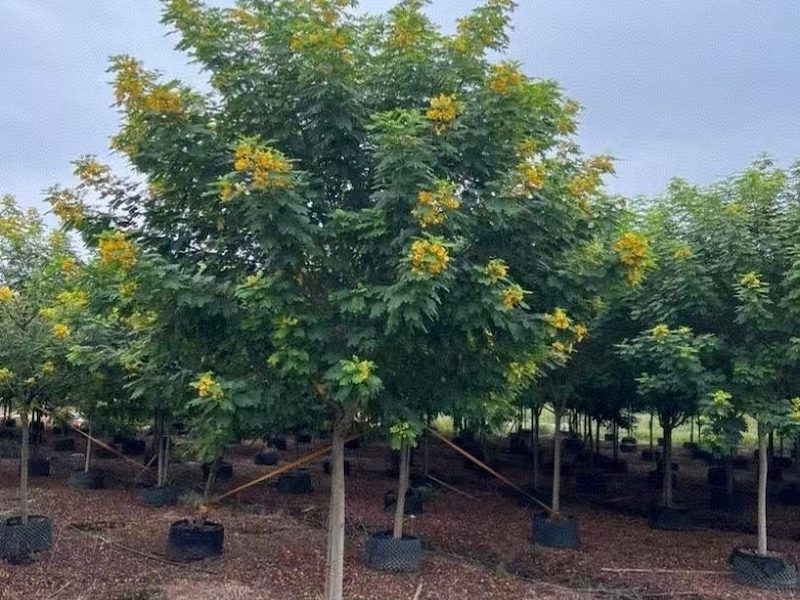 黄花槐供应