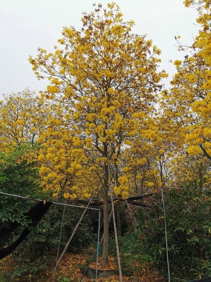 黄花风铃木基地