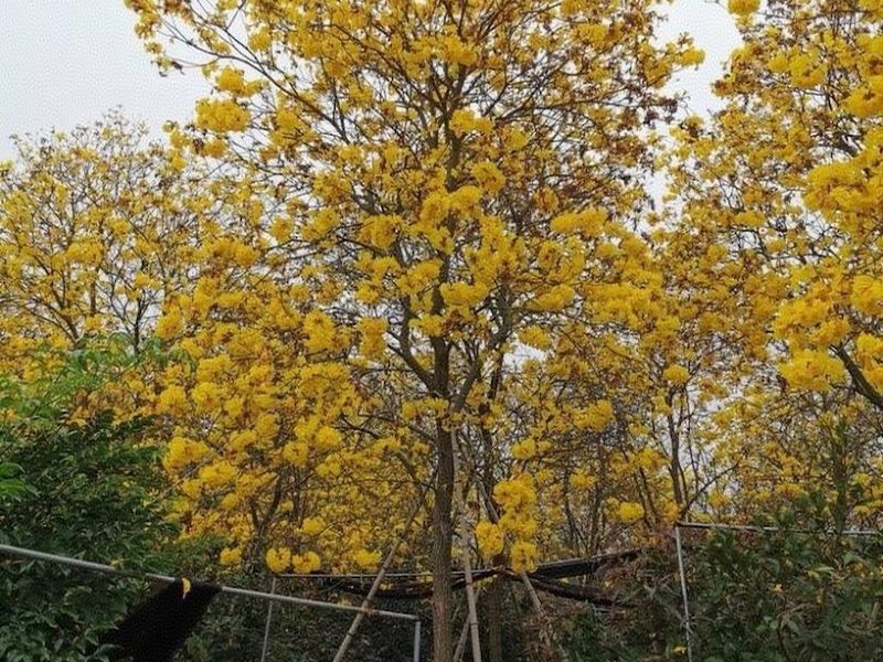 黄花风铃木基地