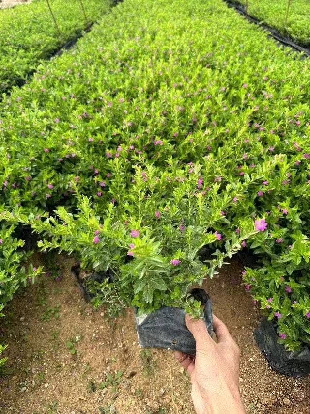 满天星苗木