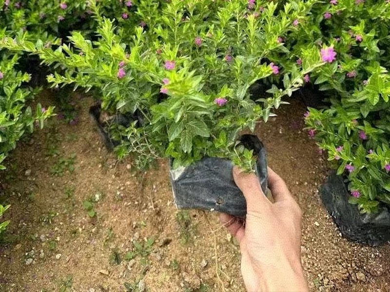 满天星苗木