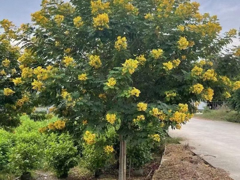黄花槐供应