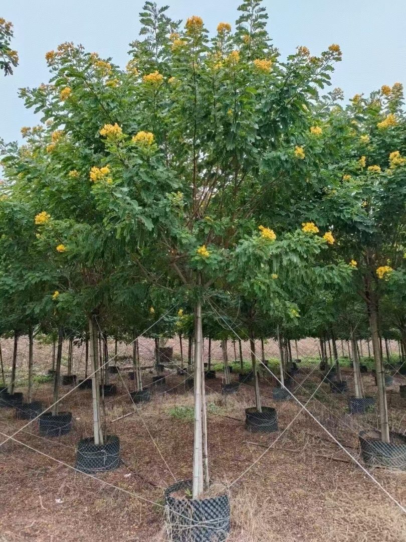 黄花槐产地