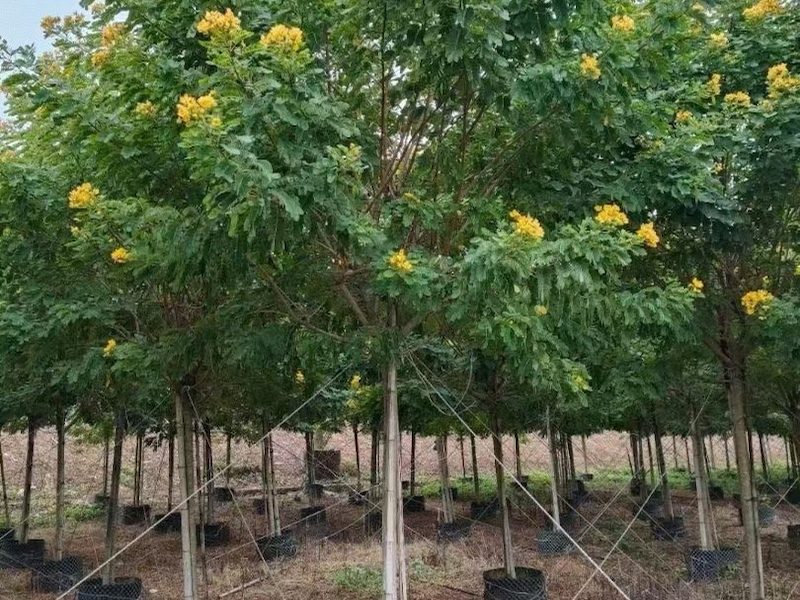 黄花槐产地