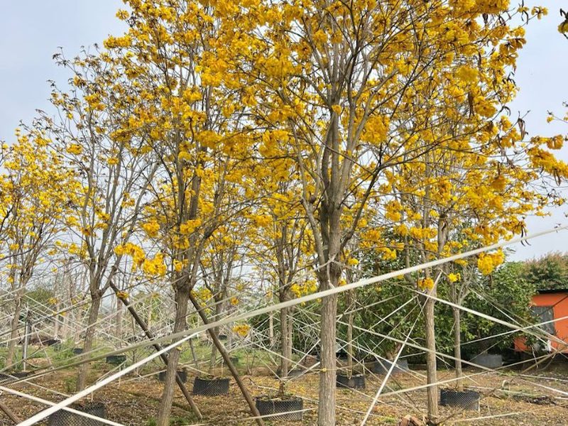 18公分黄花风铃木