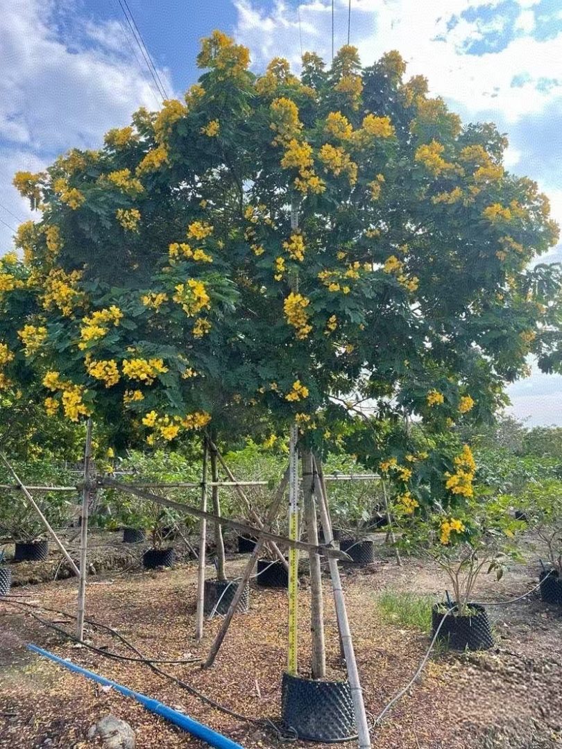 全冠黄花槐