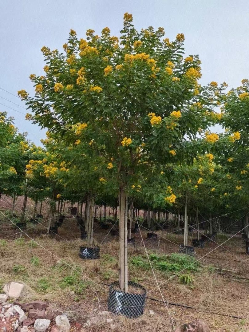 黄花槐基地