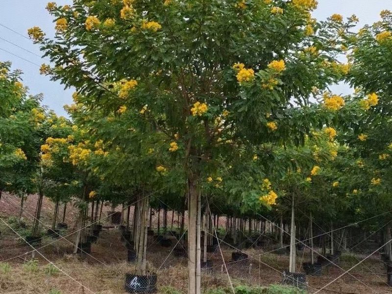 黄花槐基地